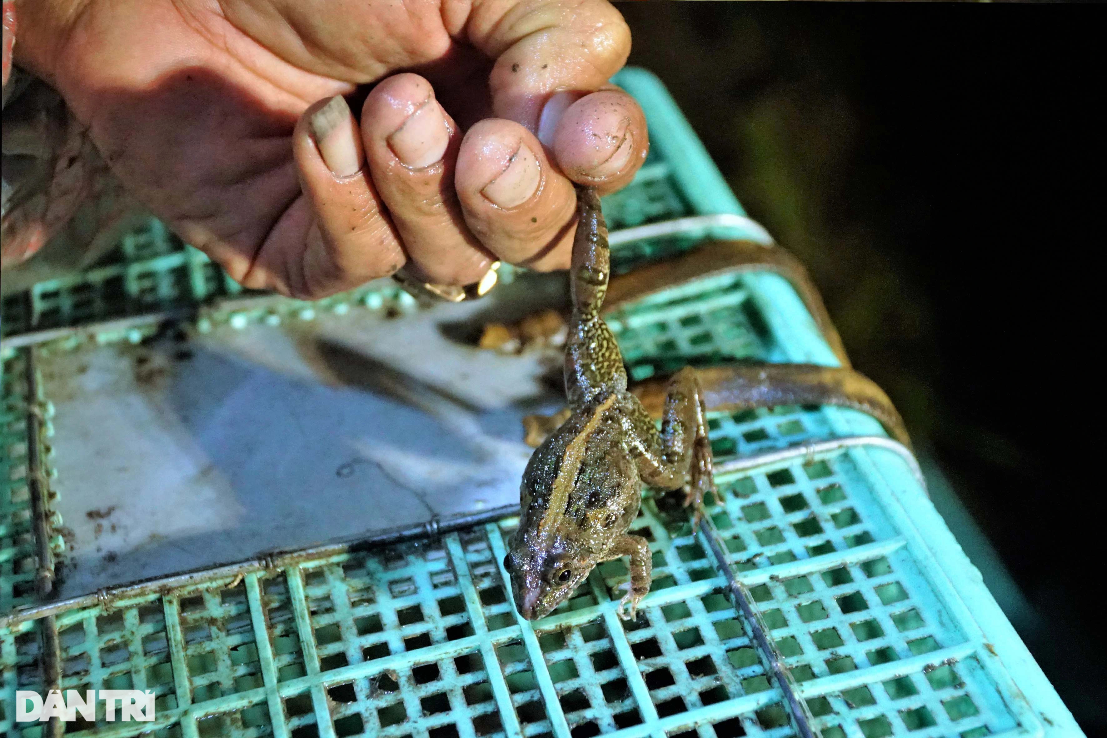 Vượt đồng, xuyên đêm soi đèn săn vũ nữ chân dài kiếm tiền triệu - 7