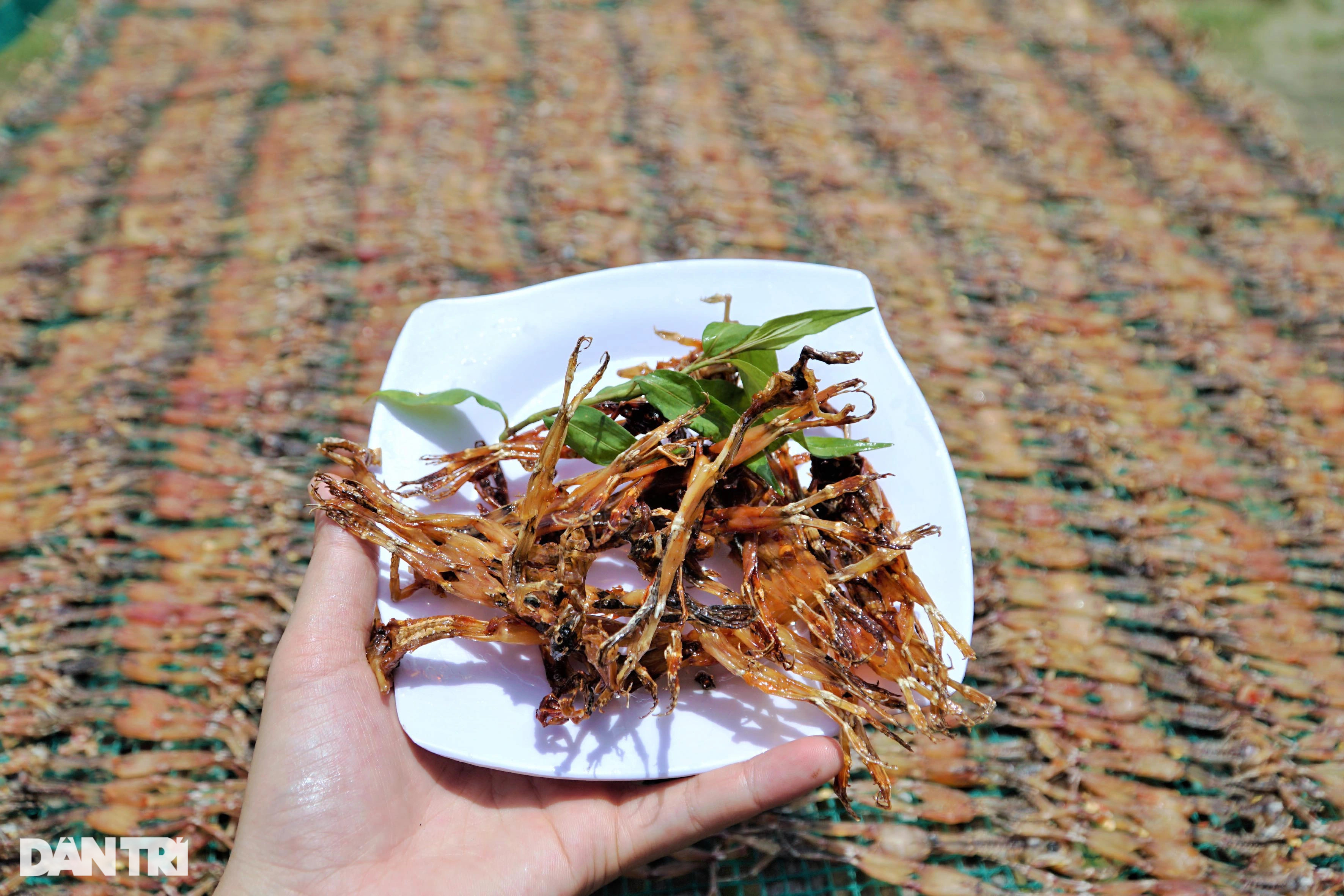 Vượt đồng, xuyên đêm soi đèn săn vũ nữ chân dài kiếm tiền triệu - 1