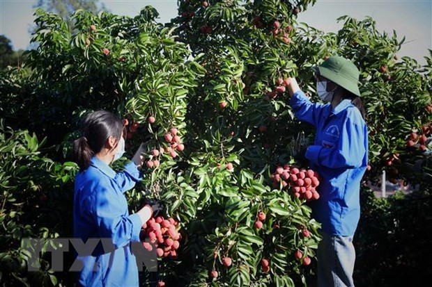 Vietnam facilitates lychee purchase by Chinese traders in Bac Giang: Spokeswoman