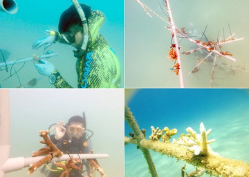 Nurturing life for sea – preserve sea coral