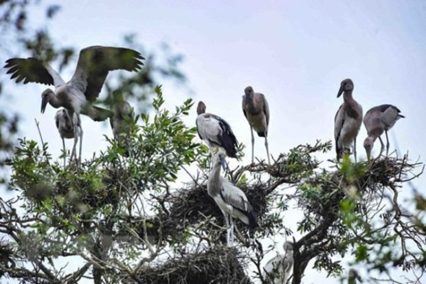 Government takes action to protect wild birds hinh anh 1
