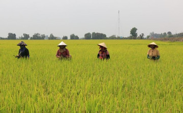 Mekong Delta farmers back away from rice as input costs rise