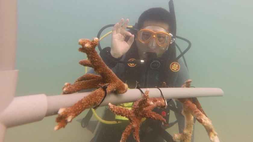 Nurturing life for sea – preserve sea coral ảnh 2
