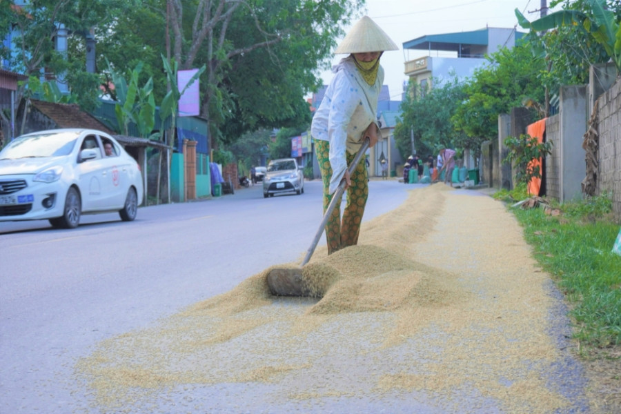 Mang 'hạt vàng' ra đường quốc lộ phơi nắng, nguy hiểm rình rập người dân