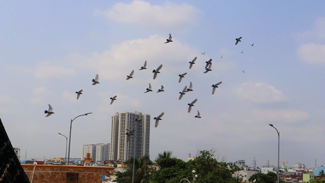 Pigeon racing takes wing in HCM City