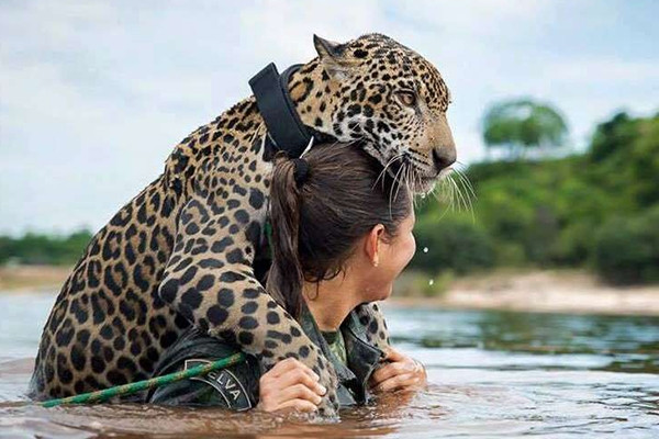 Người và báo hoa mai chung sống thuận hòa ở thị trấn Bera của Ấn Độ