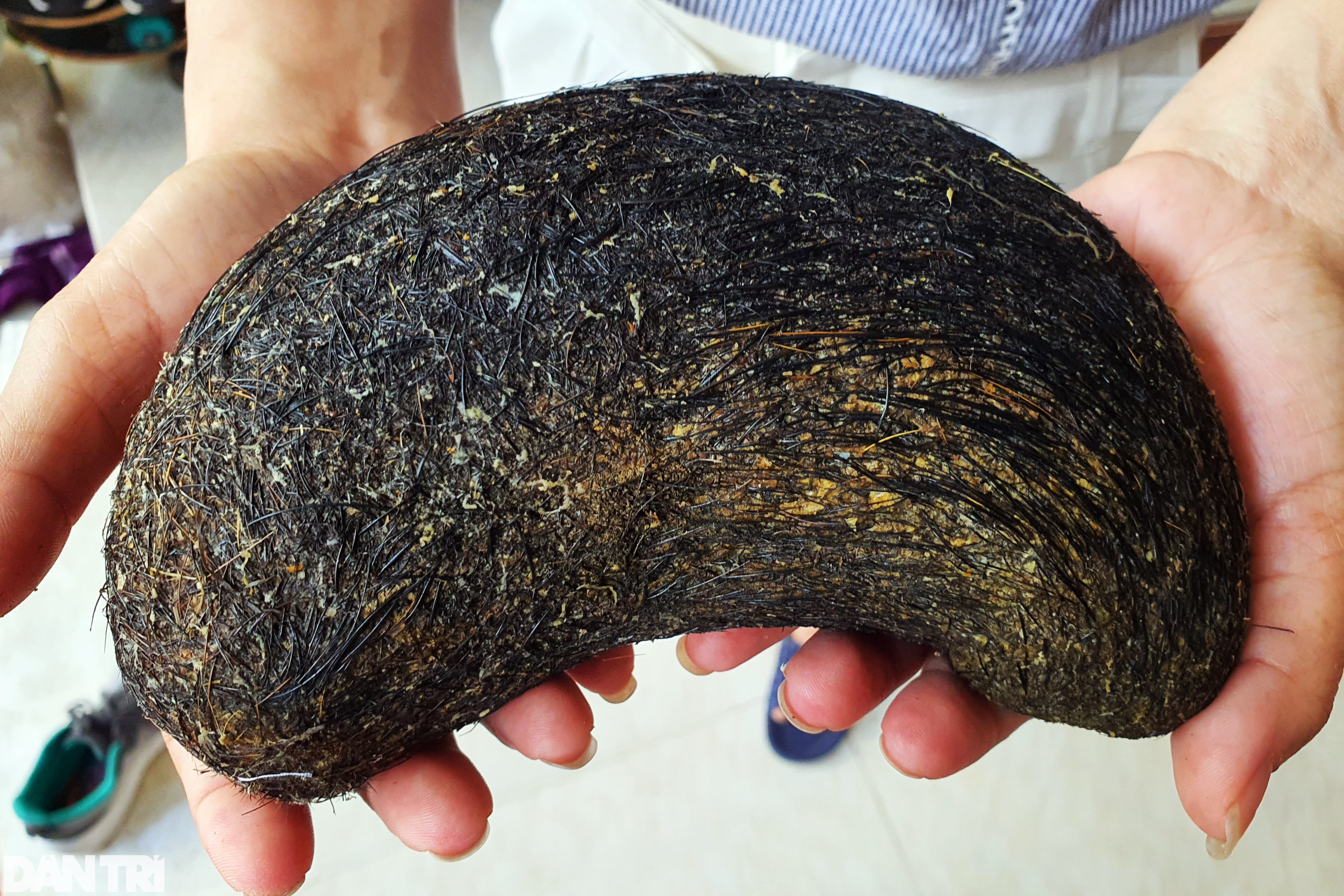 Vật giống cát lợn nặng hơn 1kg được trả giá 500 triệu đồng ở Phú Yên - 2