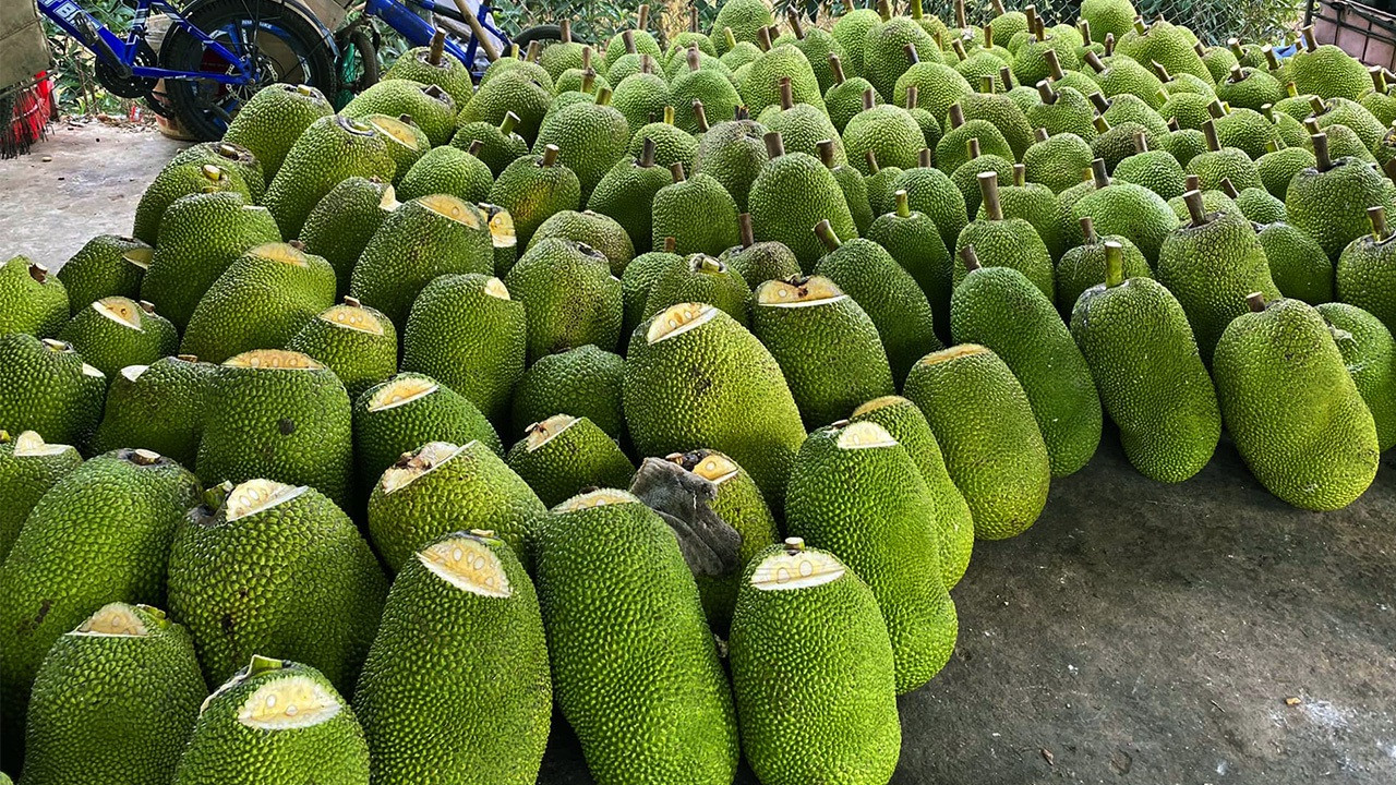 Bán 1 kg mít Thái, người dân lỗ bao nhiêu tiền? - 2