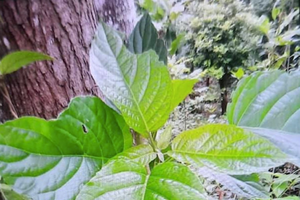 Ăn loại lá quen thuộc, nam thanh niên tổn thương thận, suy gan cấp