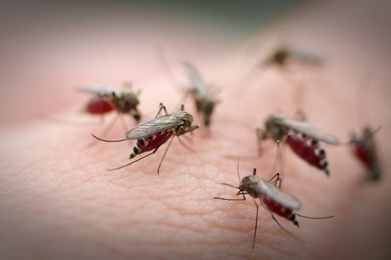 Liver enzymes increased 100 times because of dengue fever