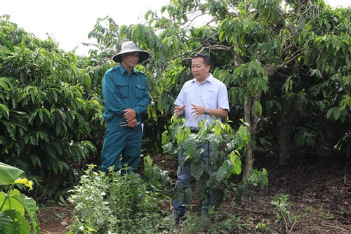 7.000 nông dân Tây Nguyên hưởng lợi từ dự án cà phê cảnh quan bền vững
