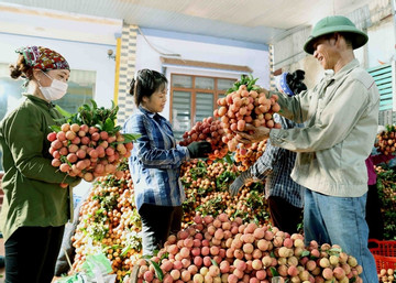 Gần 450.000 đồng/kg vải thiều tại Mỹ