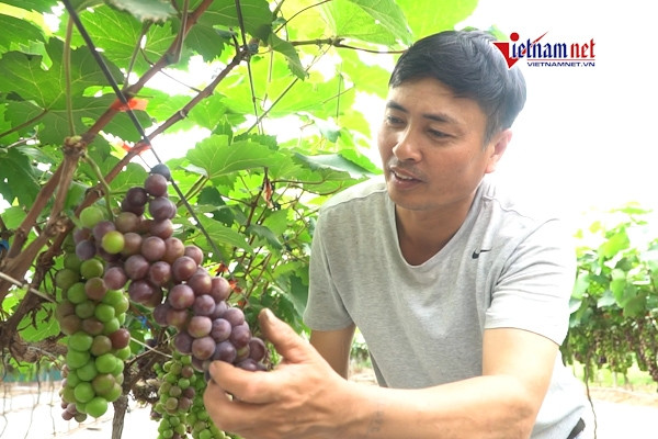 Bỏ việc xây dựng để trồng vườn nho “siêu quả” ngay tại Hà Nội, bán hết cả tấn trong 4 ngày