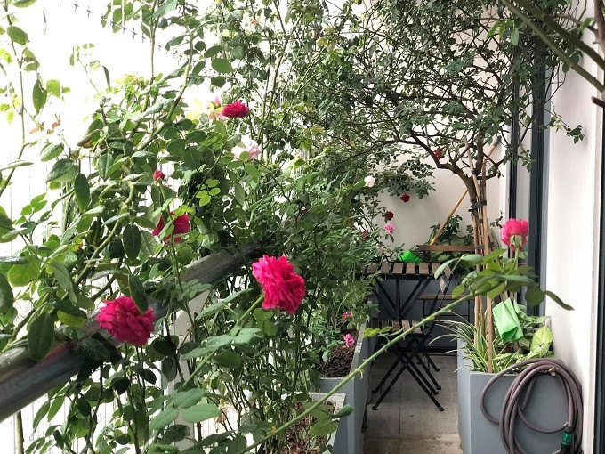 The owner of the penthouse apartment designed a chill balcony with a mini rose garden