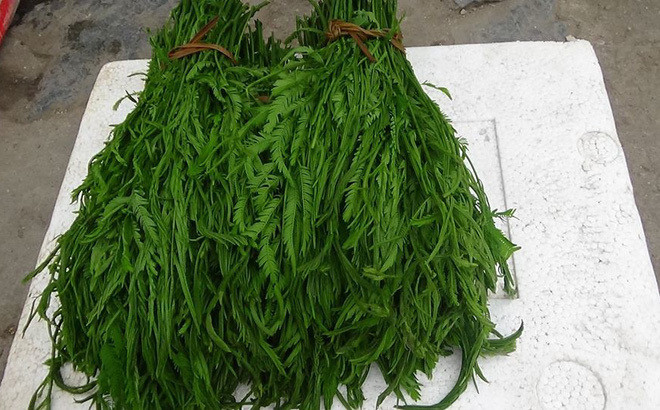 4 loai rau dat hon thit co tien chua chac mua duoc-Hinh-13