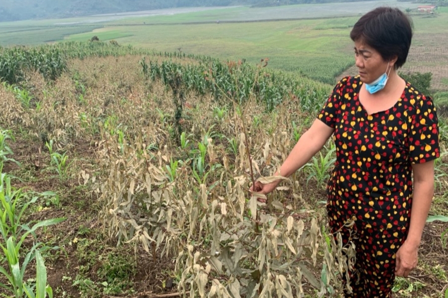 'Không khí lạ' khiến nhiều người bị ngất, 60ha cây khô lá, Lào Cai khẩn tìm nguyên nhân