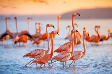 Đàn hồng hạc hàng trăm con 'khiêu vũ' trên mặt hồ khiến du khách mê đắm