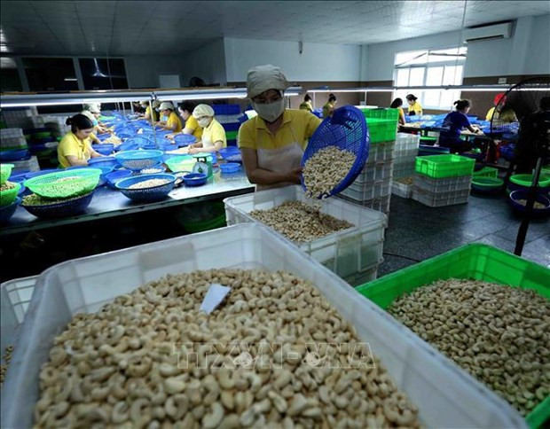 Last cashew nut containers in Italy scam freed hinh anh 1