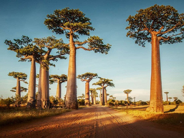 Chữa lành làn da với rau má Madagascar 