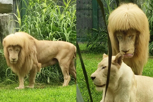 Bí ẩn sau 'bộ tóc' mái bằng chất lừ của chú sư tử quý hiếm ở Trung Quốc