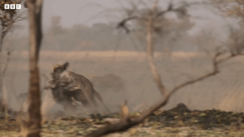 Báo đốm thể hiện kỹ năng hạ gục linh dương đầu bò trong chốc lát