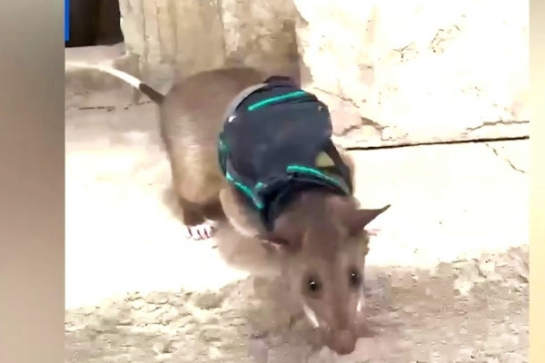 Chuột được huấn luyện để tìm người sống sót