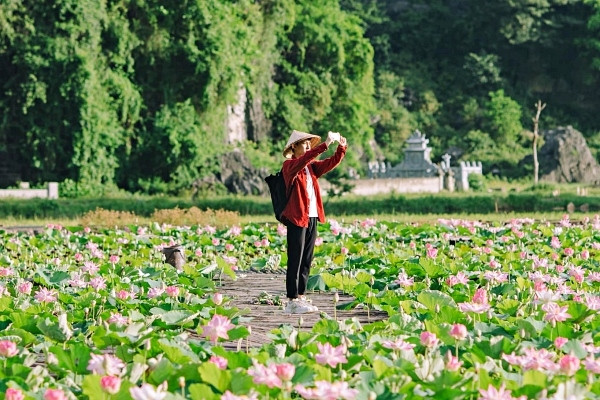 Đầm sen cánh nhỏ nở rộ đẹp lung linh, du khách lặn lội 100km về Ninh Bình chụp ảnh