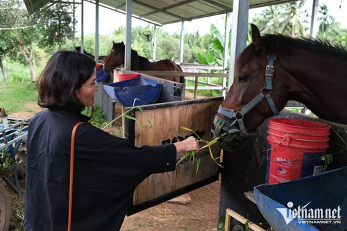 Saigonese take up expensive horse-riding hobby