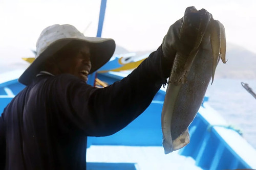 Fishermen on Nha Trang Bay earn good living luring cuttlefish into cages