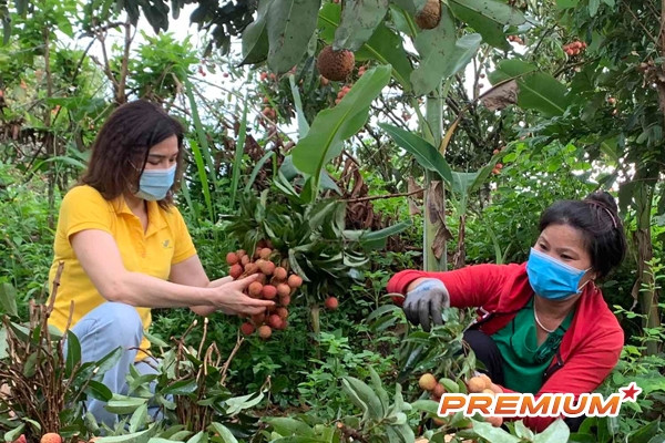 Vải thiều sớm Bắc Giang đã tiêu thụ khoảng 14.000 tấn