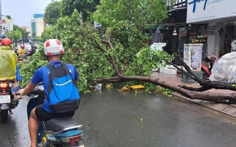 TP.HCM bất ngờ xuất hiện mưa đá, giông mạnh quật đổ cây xanh
