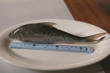 Ethnic Co Tu people treasure threatened freshwater fish