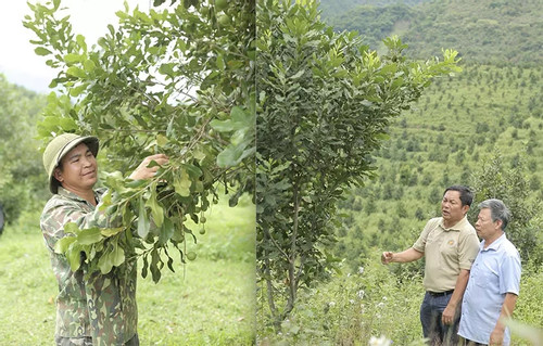 Macadamia nuts bring high profits for Vietnamese farmers