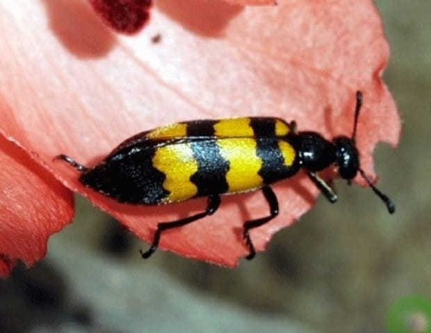 Một người tử vong, một người hôn mê sau khi ăn loại côn trùng lạ