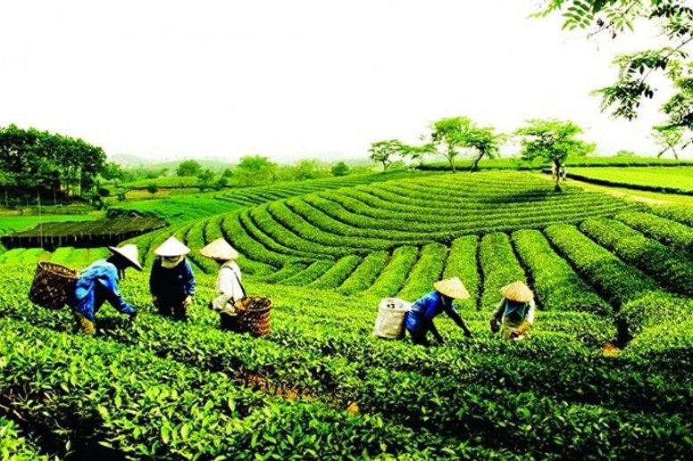 Nỗ lực đưa đặc sản chè Thái Nguyên lên sàn thương mại điện tử