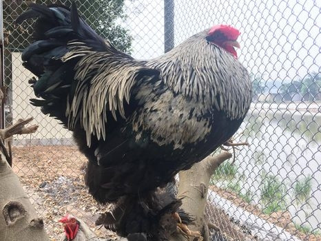 3 giong ga quy toc dat do phuc vu dai gia Viet-Hinh-10