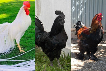 Ba giống gà quý tộc đắt đỏ phục vụ đại gia Việt