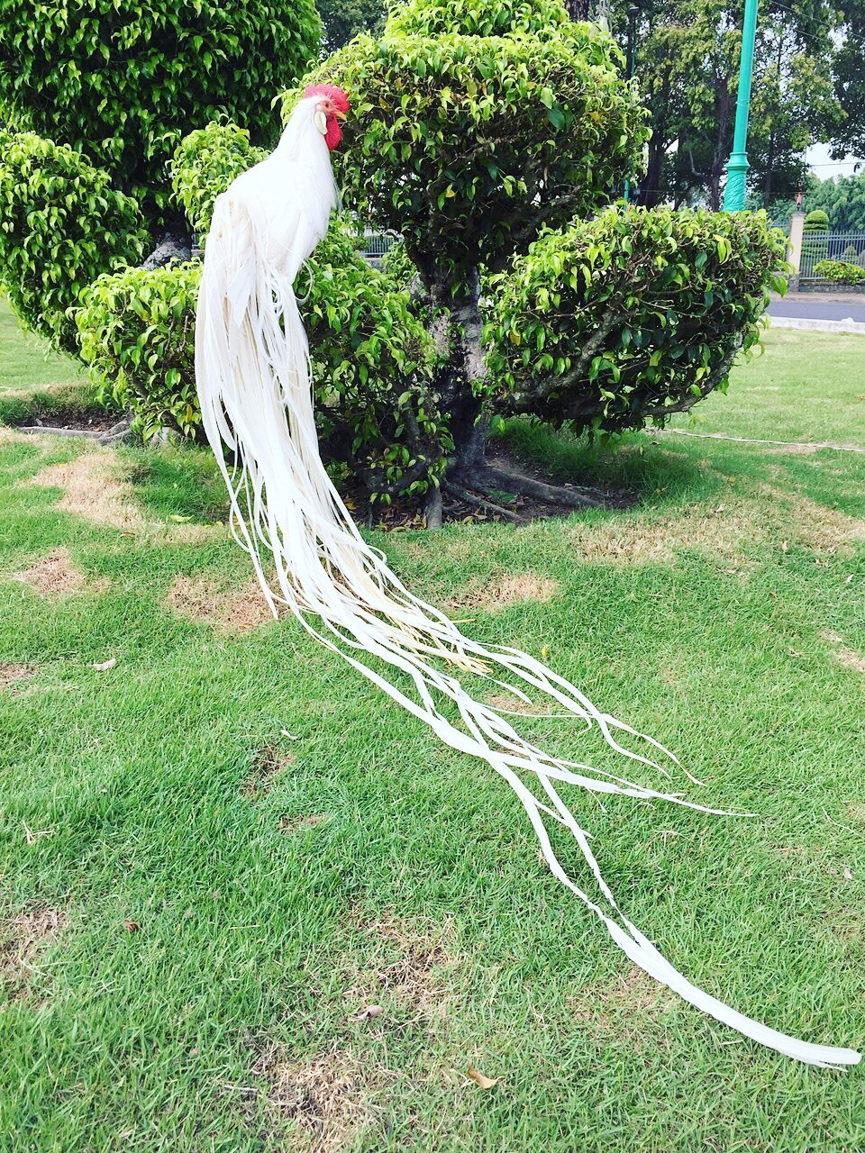 3 giong ga quy toc dat do phuc vu dai gia Viet