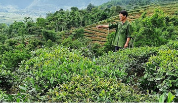 Lai Châu: Đưa cây chè thành nông sản chủ lực, gắn với phát triển du lịch