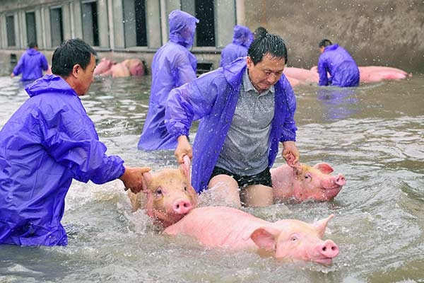 Cả trăm lính cứu hỏa tham gia giải cứu đàn lợn 13.000 con chạy lụt