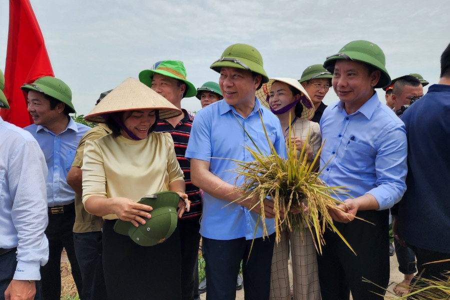 Nông dân Hải Dương nghỉ việc, kéo nhau đi xem hội lúa rươi hữu cơ