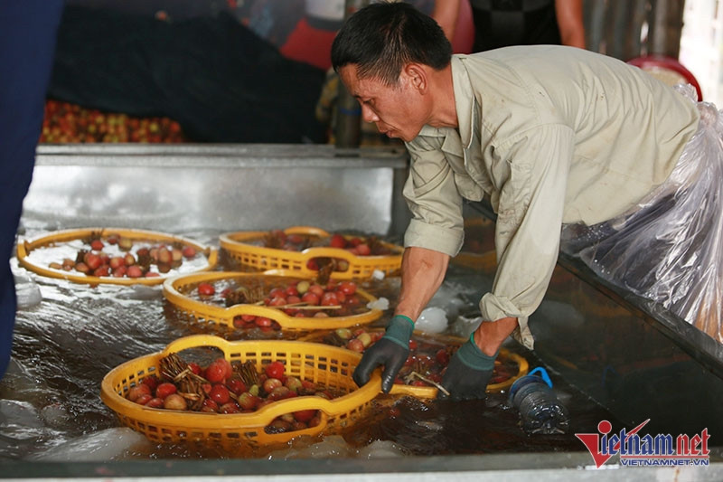 Trung Quốc ‘ăn hàng’ mạnh, vải thiều giá cao, dân lãi hơn 20 nghìn/kg