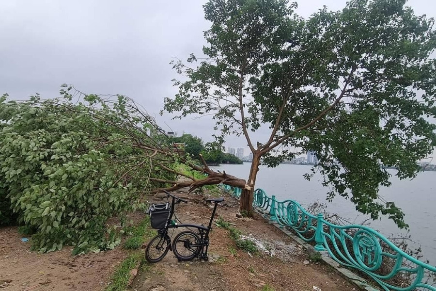 'Cây cô đơn' Hồ Tây nghi bị chặt hạ trong đêm, giới trẻ thẫn thờ tiếc nuối