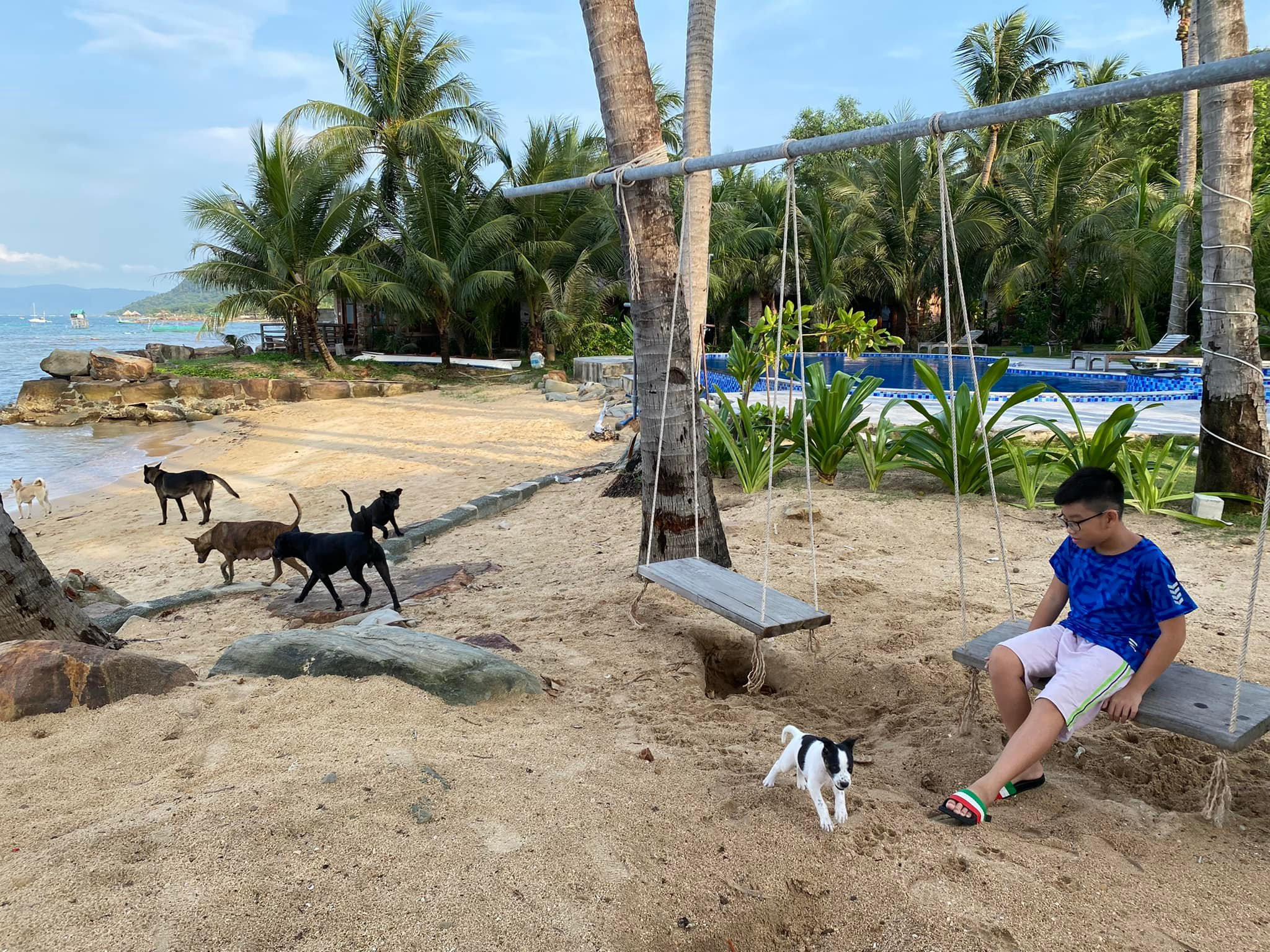 Rời Hà Nội vào Phú Quốc sinh sống để con trai đón bình minh cùng đàn chó - 2
