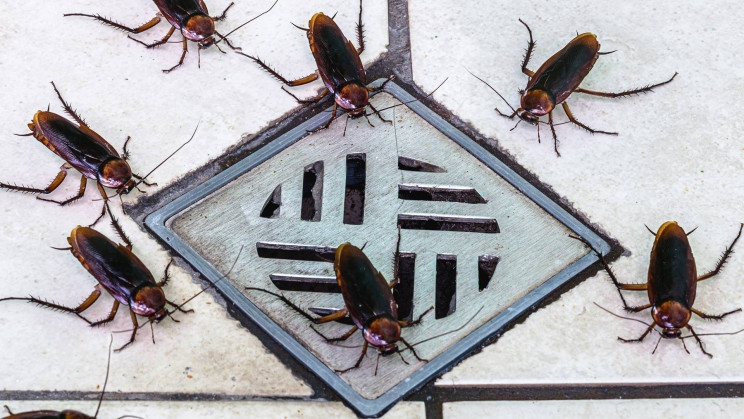 Cho phép thả 100 con gián vào nhà, gia chủ nhận 2.000 USD