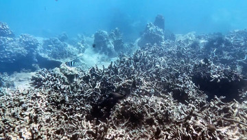 Corals die en masse under the sea of Hon Mun