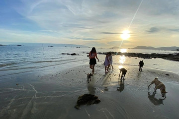 'Bỏ' Hà Nội vào Phú Quốc sống để con trai được đón bình minh bên đàn chó