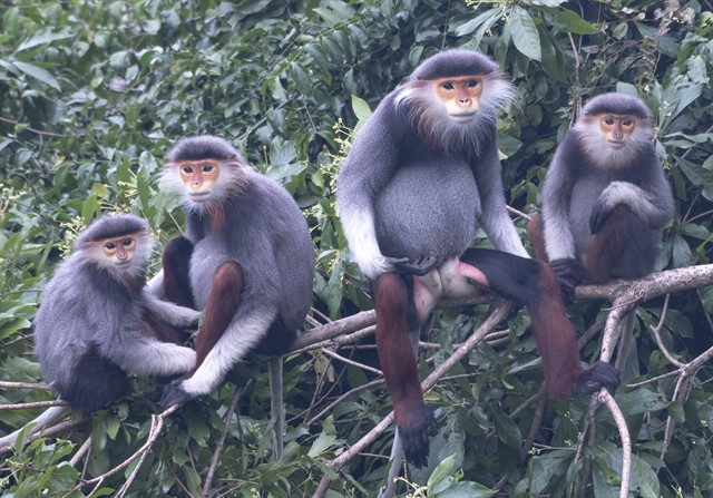 USAID launches Species Conservation Fund in Việt Nam