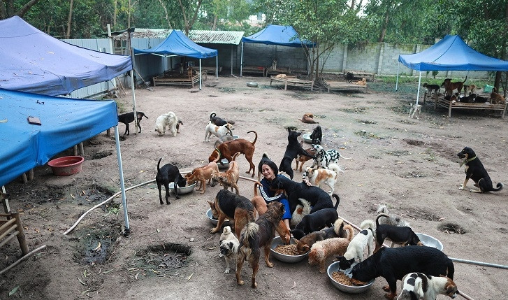 HCM City woman saves hundreds of dogs from slaughterhouses