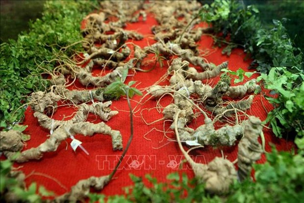 Efforts needed to develop national brand of Vietnamese ginseng hinh anh 1